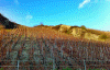 Vineyard