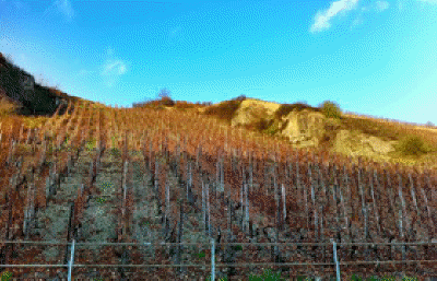 Vineyard